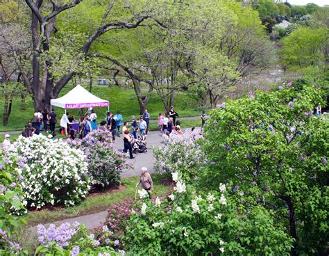 Lilac Sunday am Arnold Arboretum der Harvard University
